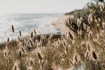 Grass on the beach © Santosh Bista