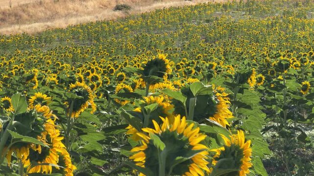 Beautiful sunflower field swaying in the wind