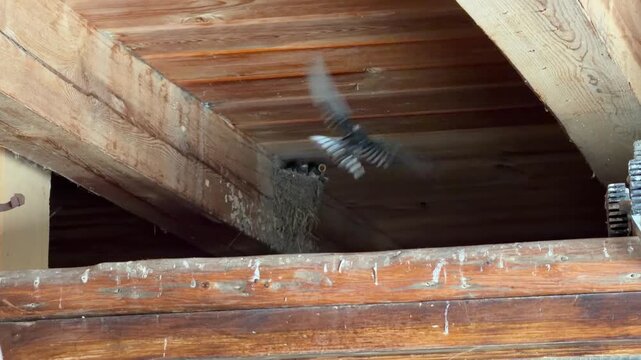 Swallow bird feeding hungry baby chicks in a nest