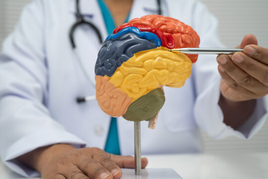 Asian doctor holding brain anatomy model.
