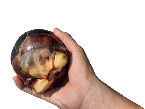 Holding a toddy palm fruit in hand, isolated on a PNG background.