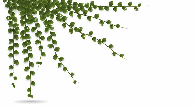Trailing green ivy leaves arranged in a decorative corner frame isolated against a clean white background