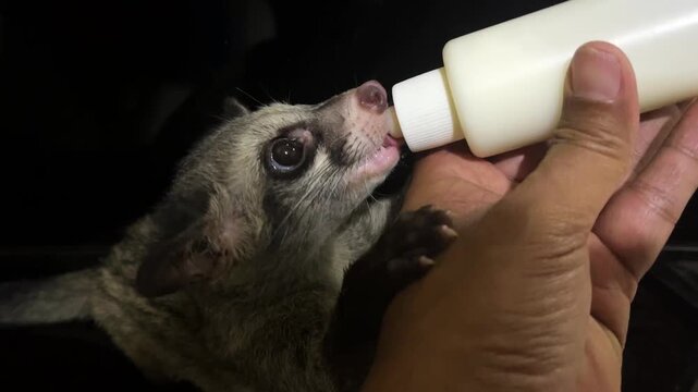 someone is giving milk in a teat to a ferret