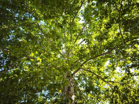 Platanus Tree Canopy under Blue Sky Natural Summer Environment Concept