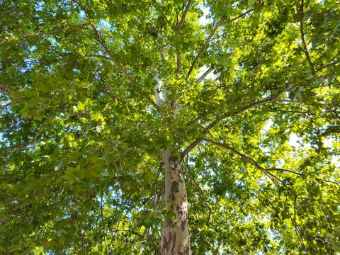 Platanus Tree Canopy under Blue Sky Natural Summer Environment Concept