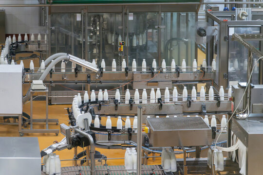 Automated dairy factory bottling line with milk bottles moving on conveyors