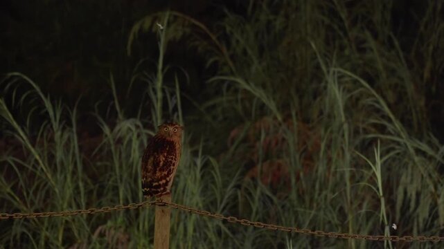 An owl remains perched on a wooden post while small insects fly around it at night in Danum Valley, Borneo.