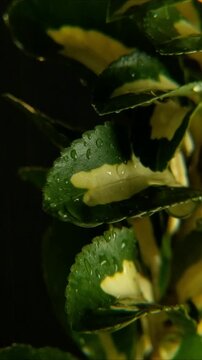 Fresh Rain on Variegated Foliage Dark Background Vertical Video 2160p 24fps