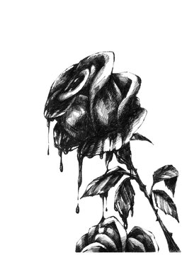 Hand drawn ink illustration of a blooming rose melting and bleeding, dark fantasy gothic style, isolated on white background.