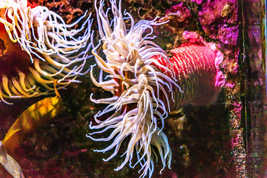 Colorful Sea  Anomene Tidal Pool