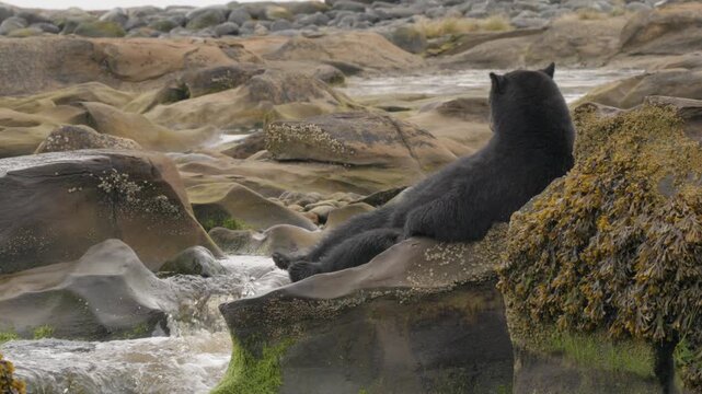 Funny Black bear sitting like it's lounging in a chair on a rock by a river, sitting rocking it's leg.