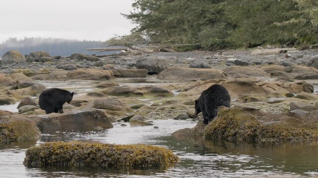 Wide shot of two black bears on a river bank in the stare down and the bigger one chases the smaller one away