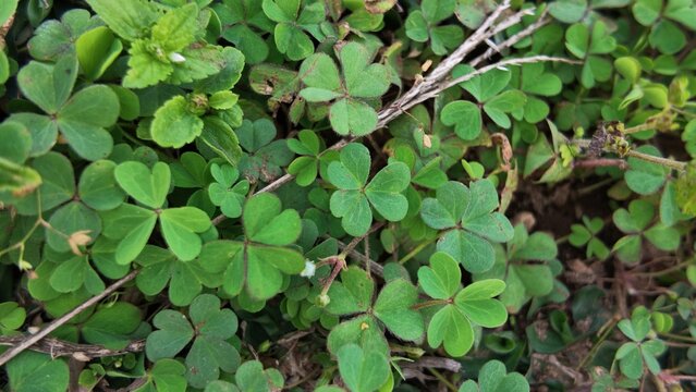 Green clover leaves on ground.