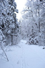 Fototapeta premium winter forest trees in the snow frost. Fantastic winter landscape. winter forest trail, cold season. a lot of snow. rest in the city park. nature, outdoor hiking. resting place. cold winter season