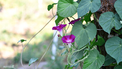 Ipomoea. Convolvulaceae. Pink morning glory or Ipomoea carnea flowers growing in the garden. Close-up of bellflowers blooming in a flowerbed in summer. beauty of nature, floral background. © Oleksandr Filatov