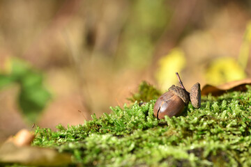 the acorn lies on the green moss of the autumn forest. juicy green moss and acorn, spring in the forest, bright natural background. acorn in an oak park, close-up, seasonal, place for text © Oleksandr Filatov