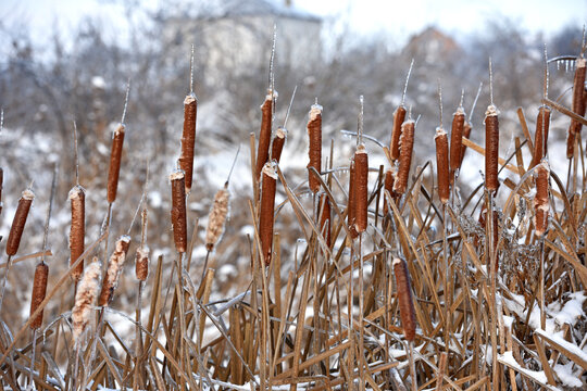 Typha close-up. Phragmites australis. photo with dry Reeds, Typha Latifolia, also called bulrush, reedmace, cattail or corn dog grass, on the shore of the frozen lake. autumn season. winter time