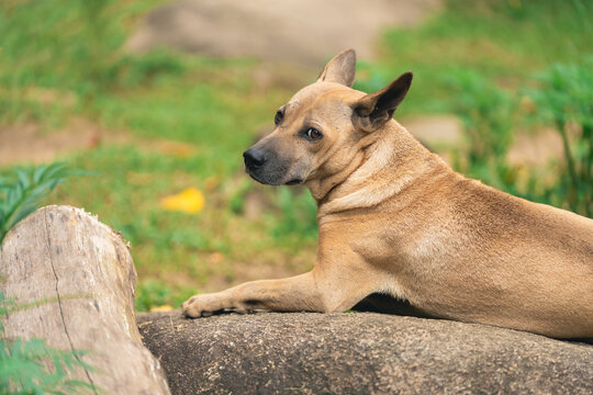 Brown short-haired dog lying on rock with back turned and head looking over shoulder outdoors in green nature