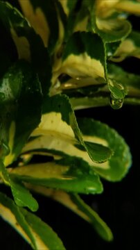 Raindrops pooling on the edges of variegated euonymus foliage Vertical Video 2160p 24fps