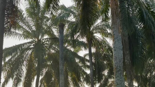 Lush green palm trees in a tropical forest plantation