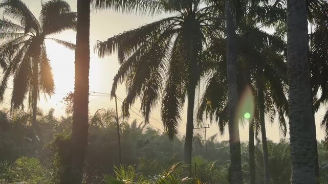 Tropical palm oil plantation at sunrise with warm morning light