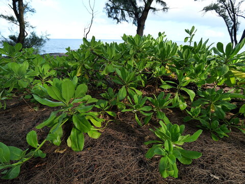 Beach Naupaka (Scaevola taccada) Growing on a Volcanic Coast in Hawaii