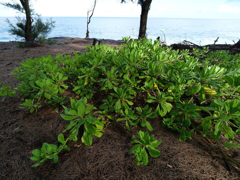 Beach Naupaka (Scaevola taccada) Growing on Volcanic Coast of Hawaii Island