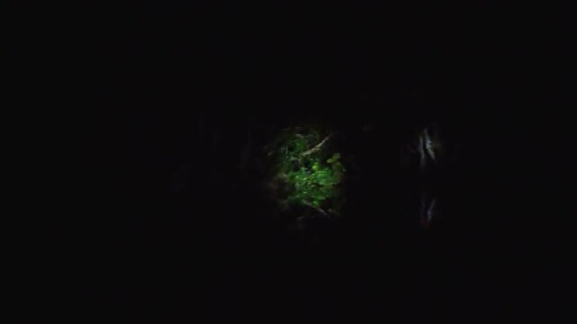 Night Rainforest Exploration in Ecuador with Flashlight Beam, Dark Jungle Vegetation and Remote Amazon Wilderness Adventure Background