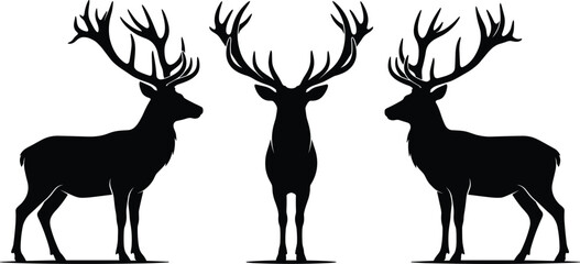 Naklejka premium Majestic male red deer bucks featuring large branched antlers facing side and front isolated on white background