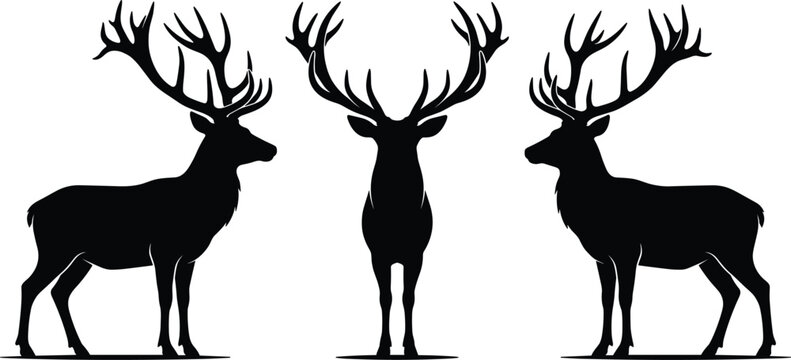 Majestic male red deer bucks featuring large branched antlers facing side and front isolated on white background