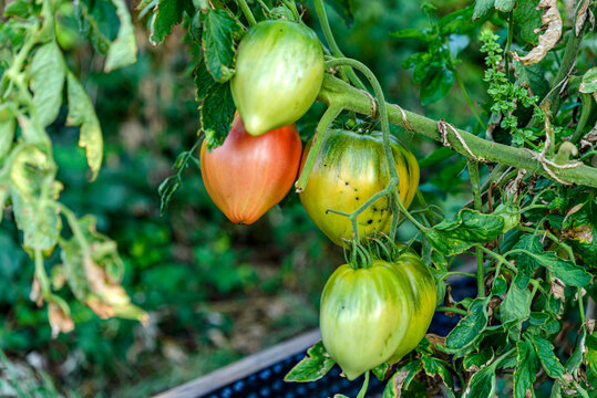 tomatoes in the garden