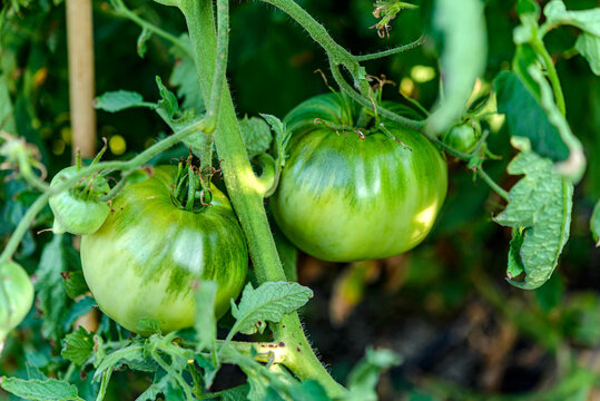 tomatoes in the garden