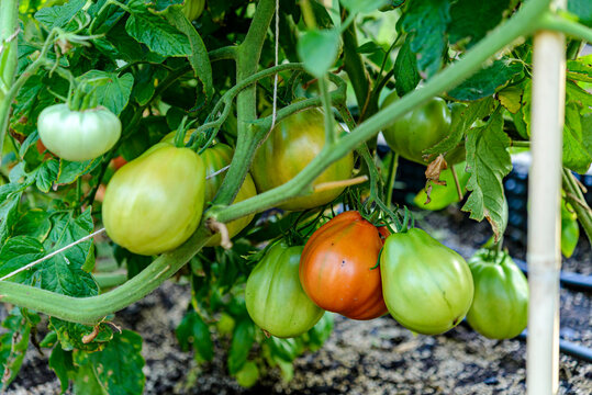 tomatoes in the garden