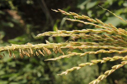 corn (Zea mays), maiz tassel releasing pollen