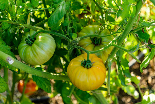 tomatoes in the garden
