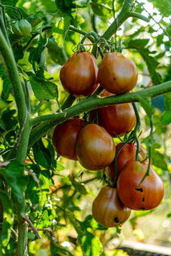 tomatoes in the garden