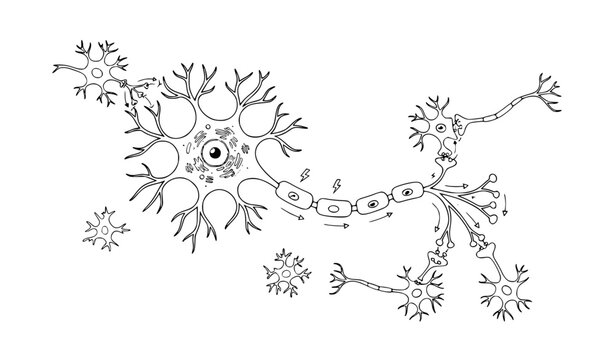 Neuron nerve cell nervous system anatomy with dendrites axon and myelin sheath isolated on white vector illustration