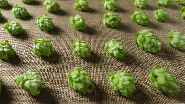 Green hops arranged neatly on a fabric surface in a brewing setup during the harvest season