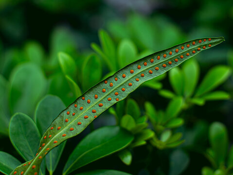 Fern Leaf Underside with Orange Spores Macro Close Up Nature Detail