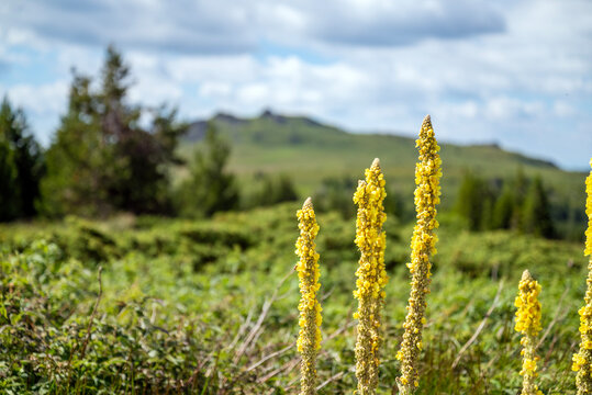 Mullein in the beautiful summer mountain . Vitosha Mountain,Bulgaria