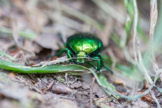Green and golden beetle Protaetia speciosissima (Protaetia aeruginosa, Potosia aeruginosa), close-up