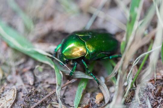 Green and golden beetle Protaetia speciosissima (Protaetia aeruginosa, Potosia aeruginosa), close-up