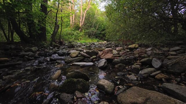 Mountain stream through temperate forest with rocks, moss and woodland