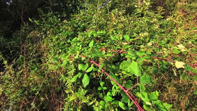 Blackberry bush with brambles, green leaves and wild woodland vegetation