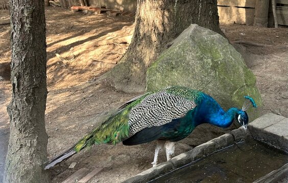 Peacock with feathers