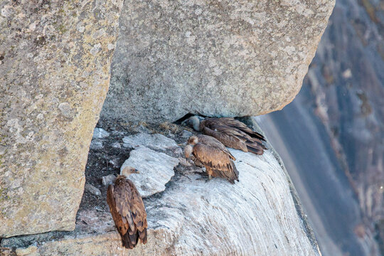 Gyps fulvus. Griffon Vultures perched on a rocky outcrop on a cliff in the Arribes del Duero Natural Park, Castile and Le&oacute;n, Spain.