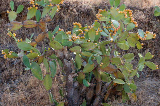 Opuntia ficus-indica. Prickly pear or fig tree with fruit. Arribes del Duero Natural Park. Salamanca, Castile and Le&oacute;n, Spain.
