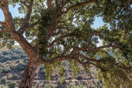Quercus suber. Cork oak with its thick, rough bark, with branches covered in leaves. Arribes del Duero Natural Park, Salamanca, Castile and Le&oacute;n, Spain.