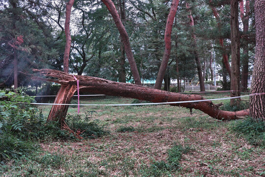 Pine tree broken by strong typhoon winds in a park woodland area