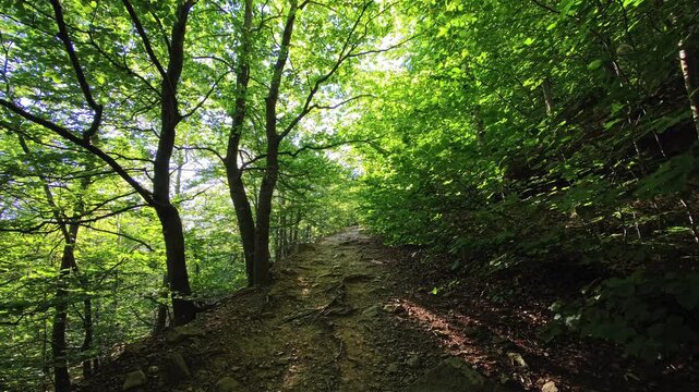 Mountain forest path through woodland with tree canopy foliage and fallen leaves
